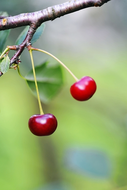 two fresh and sweet cherries on  tree.