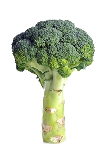 broccoli looking like tree isolated on white