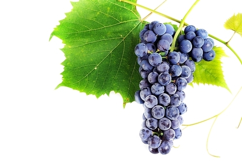 cluster fresh grape  with leaves|isolated