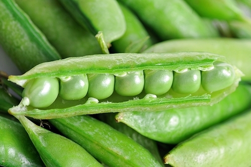 Freshly picked sweet  green peas.  peas in open pods