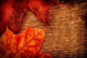 Autumn  colorful leaves  of maple over wooden background