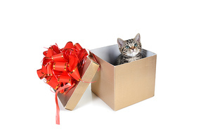 Funny kitten in  gift box with red ribbon