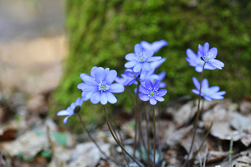 Blossoming hepatica in spring on forest glade