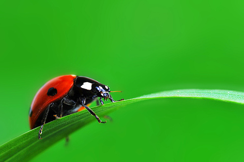Red ladybird with seven black dots climbing along the blade of  green grass