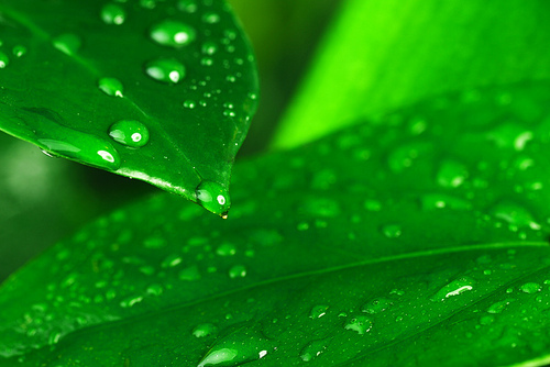 water drops on green plant leaf