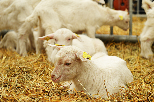 goat  and  goat kids lying on straw