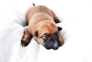 Cute very young  puppy relaxing on white