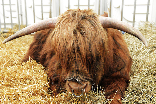 Highland cow with  ring in his nose lying on straw
