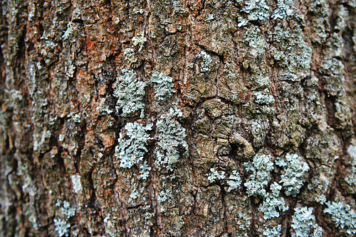 close-up of an pine tree’s bark