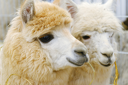 two fluffy alpacas at zoo