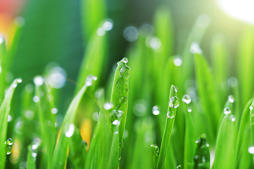 fresh green grass with water drops close up