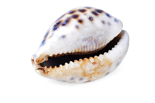 sea shell isolated on white