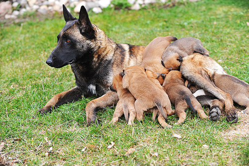 female dog of belgian shepherds malinois  with puppies