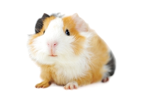 brown guinea pig on white isolated