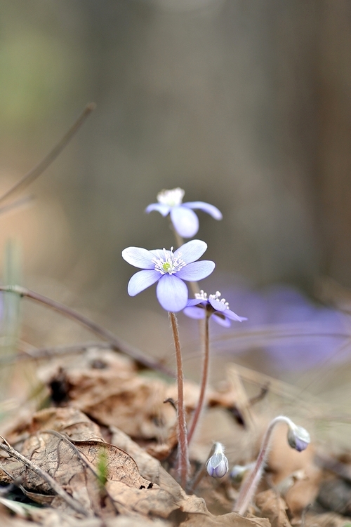 Blossoming hepatica in spring on  forest glade