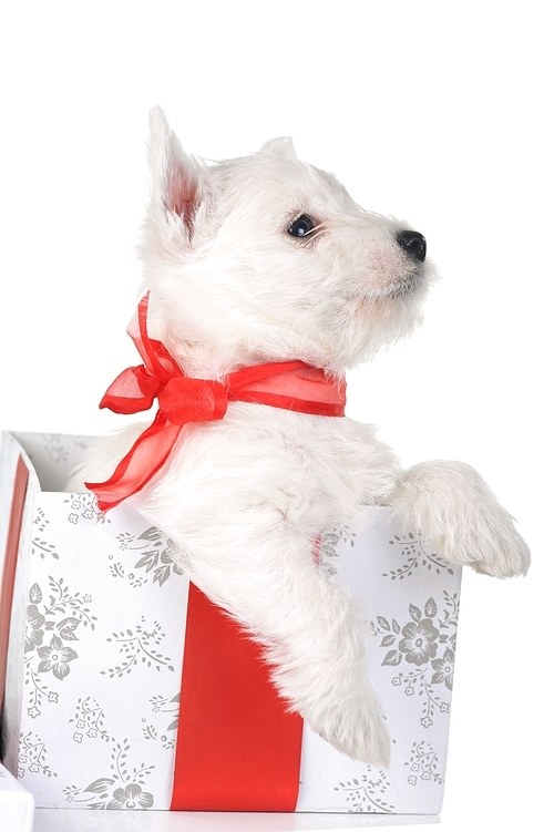 white puppy with red ribbonin gift box