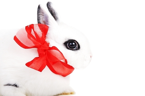 Small beautiful rabbit with  red ribbon on  white background