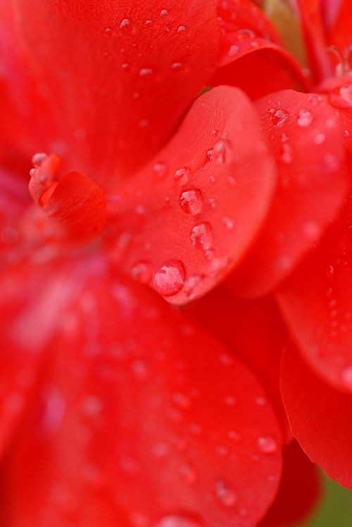 Dew drops on red petals