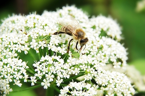 Macro shot of  Honey Bee gathering pollen from  white flower.