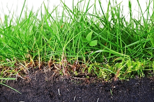 young grass turf close up