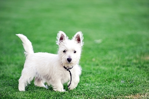 small white dog plays  on green lawn