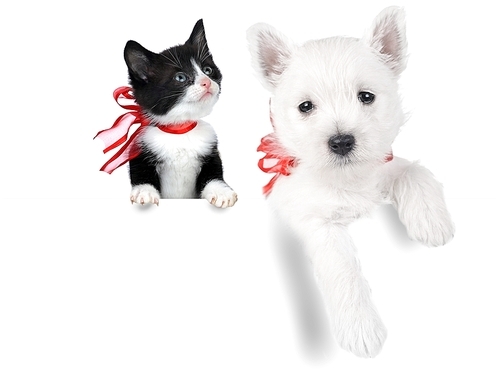 cute puppy and cat isolated on white