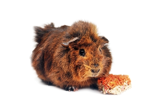 brown guinea pig on white background