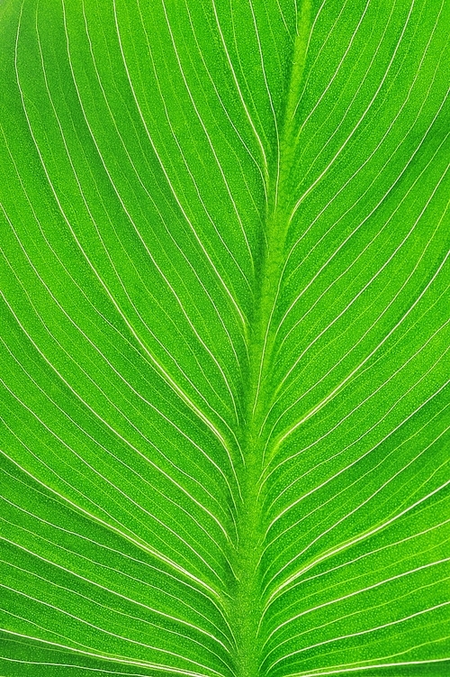bright green leaf  close up|texture