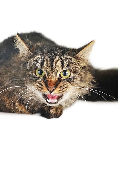 gray striped cat lies  isolated