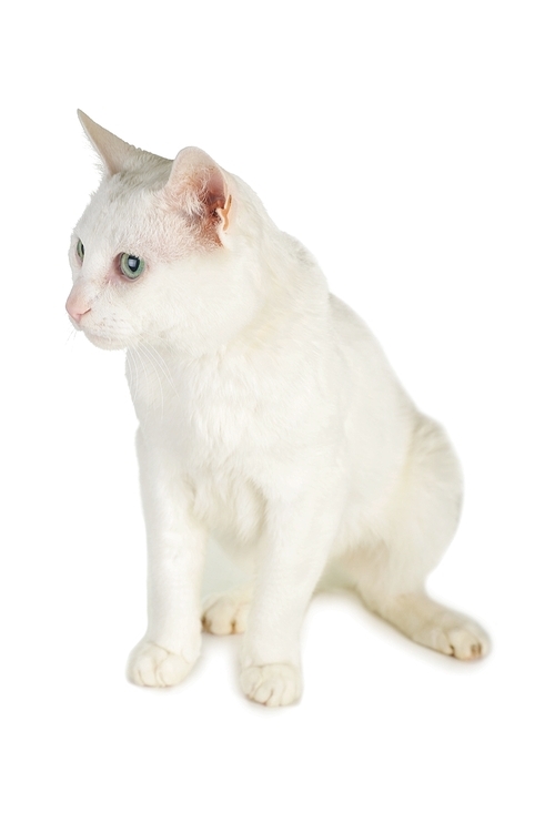 cute white domestic cat  isolated