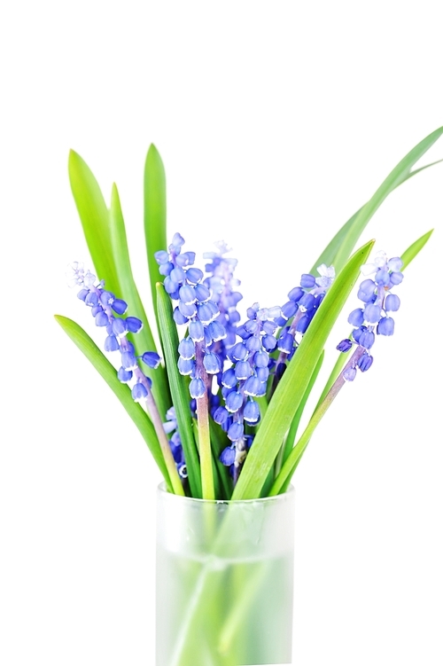 blue hyacinths  flower in glass vase