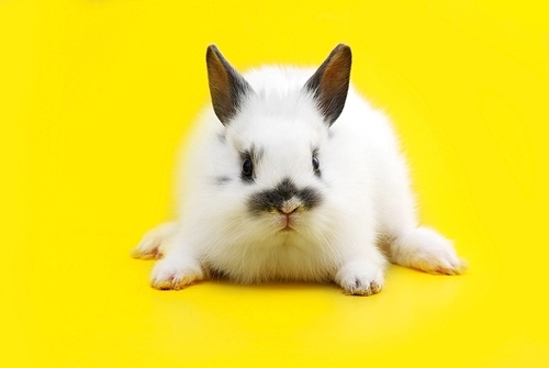 small rabbit isolated on yellow background