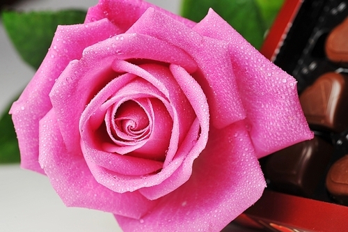 Heart shape chocolate  and pink rose close up