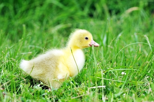 4 days old  duckling exploring green grass
