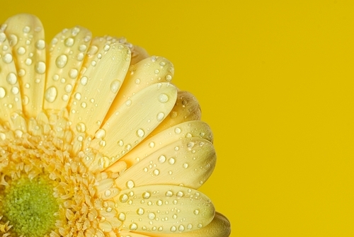 yellow gerbera isolated on yellow background
