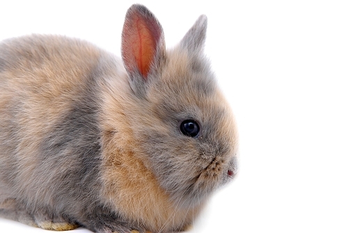 small rabbit isolated on white