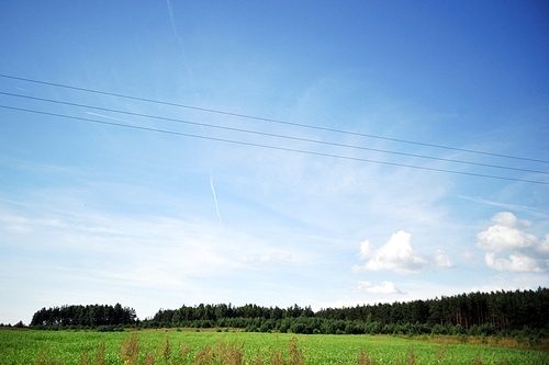 meadow and trees. summer  landscape