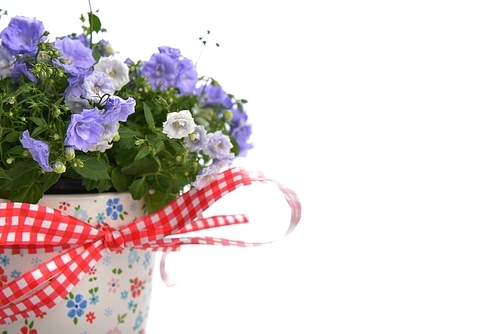 blue campanula flowers in flower pot