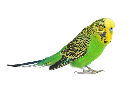 close-up portrait of  budgerigar on white