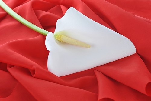 red graceful fabric and   white  calla lily  close up