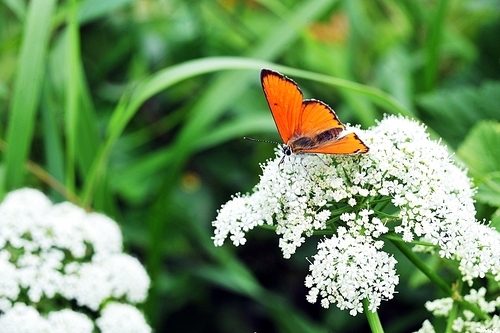 beautiful Butterfly feeding on white flower.