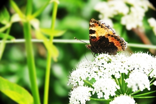beautiful Butterfly feeding on white flower.
