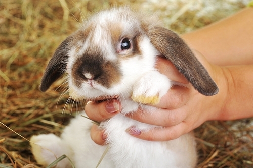 fluffy rabbit lies on soft hay