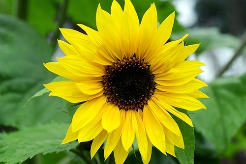 Big beautiful sunflowers growing in garden. summer