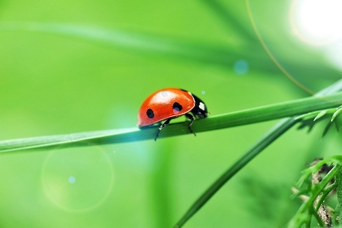 Red ladybird with seven black dots sitting on green grass. Beautiful nature