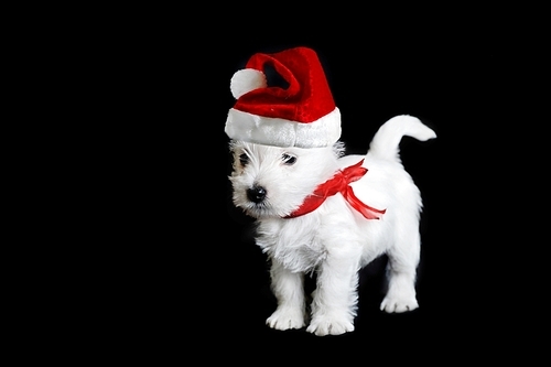 Amusing   white puppy with  red ribbon on  black isolated|portrait
