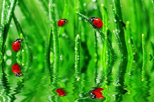 Dew on wet green grass close up