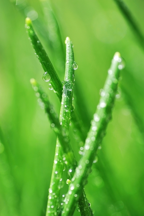 Dew on wet green grass close up