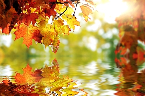 beautiful colorful autumn  leaves in the park