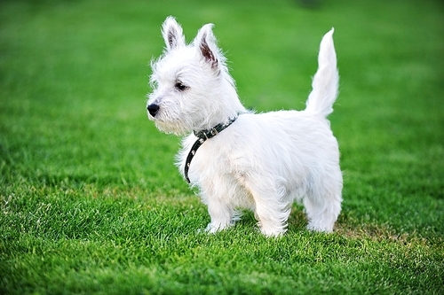 small white dog plays  on green lawn